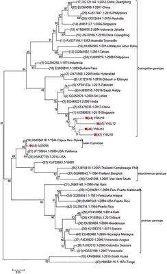 Molecular Characterization of Dengue Virus Serotype 2 Cosmospolitan Genotype From 2015 Dengue Outbreak in Yunnan, China